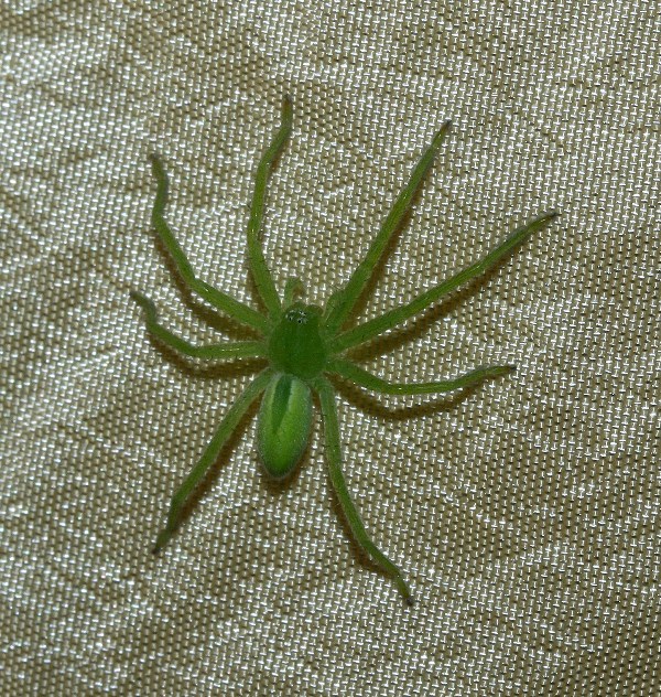 Micrommata virescens